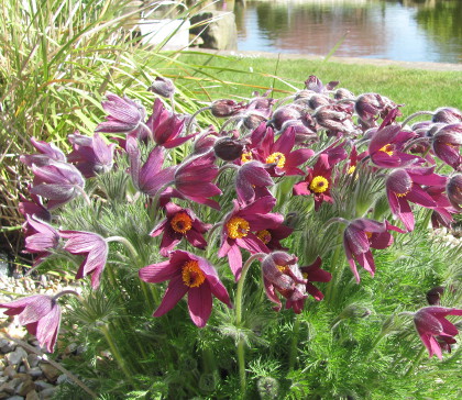 Pulsatilla vulgaris 